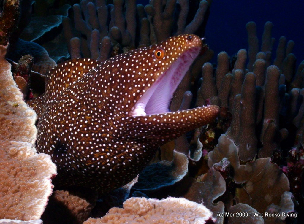 White-mouthed moray eel
