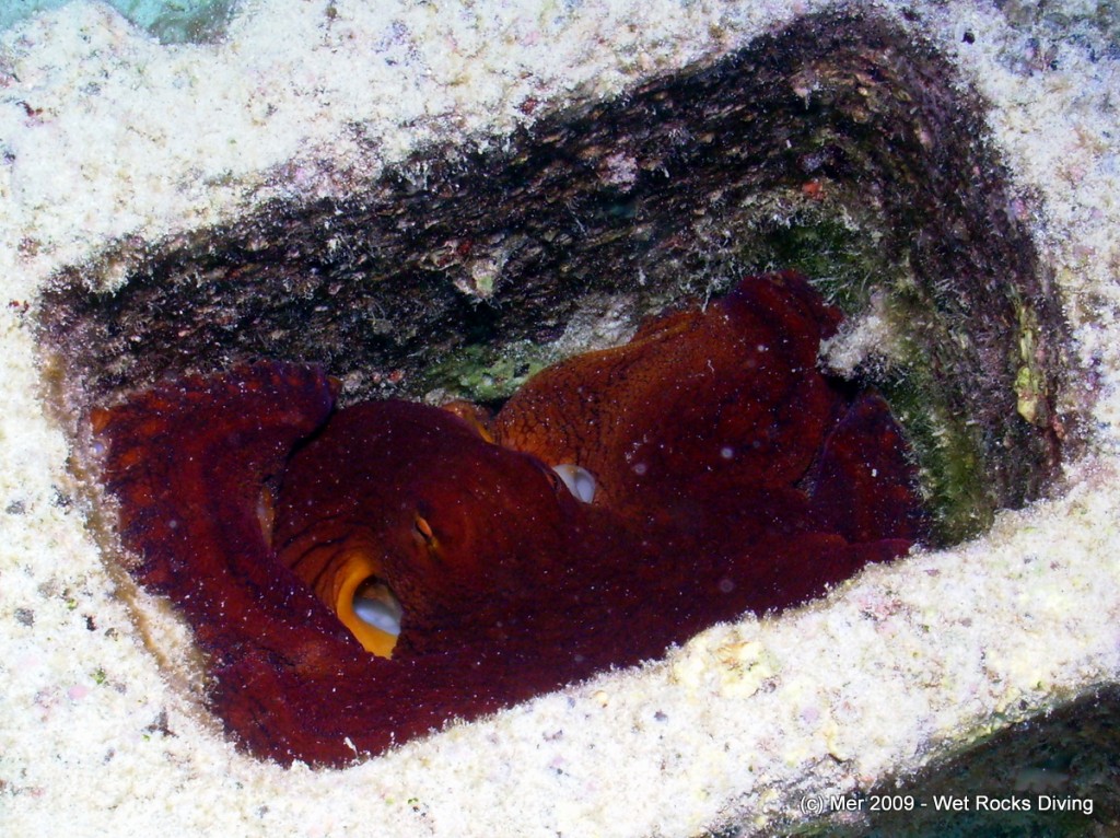Day Octopus in one of the Sand Patch cinder-block “Aloha” at Two Step