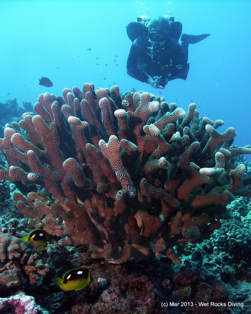 Four-spot Butterflyfish, Antler Coral and Bill