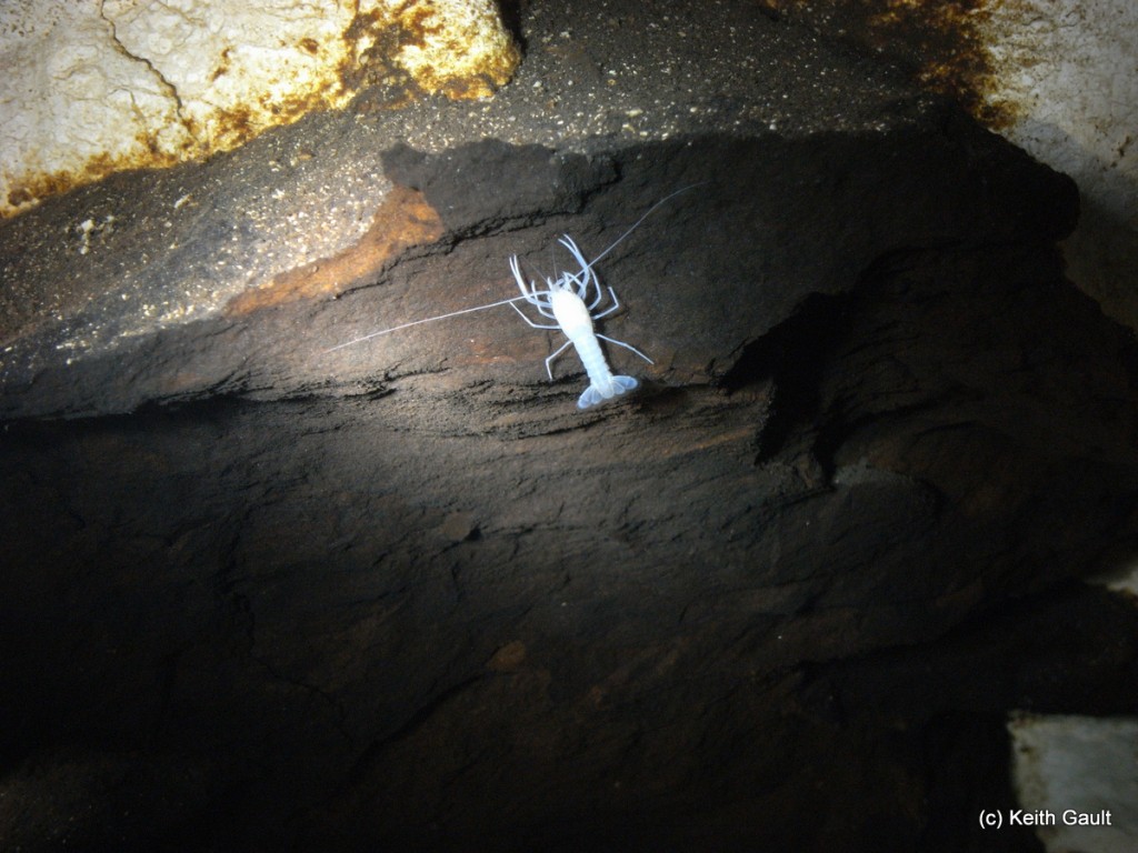 Cave-adapted crayfish upstream of Emerald Sink