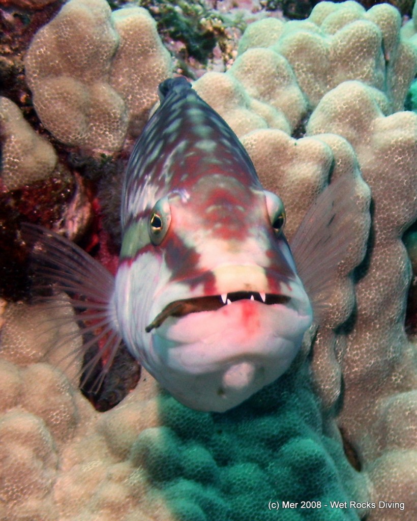 Ringtail Wrasse grabbing a meal